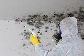 Reliable Bonneau Beach, SC Mold Remediation Solutions